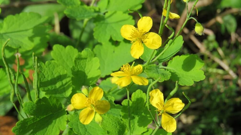 Celandine treats nail fungus