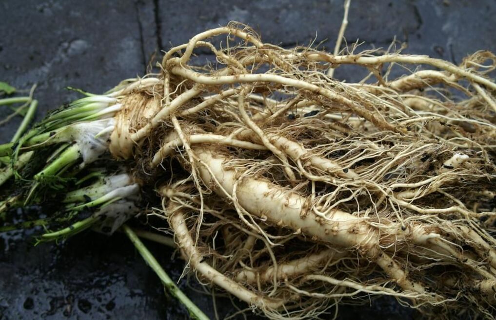 Horseradish root is anti-fungal